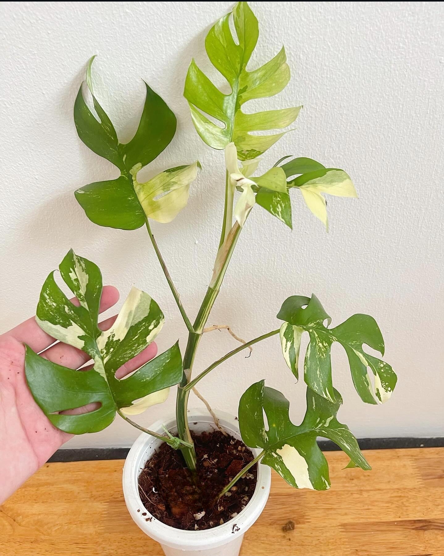 Plant image